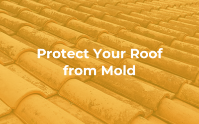 Protect Your Roof from Mold